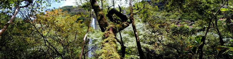 Waimoku Falls View
