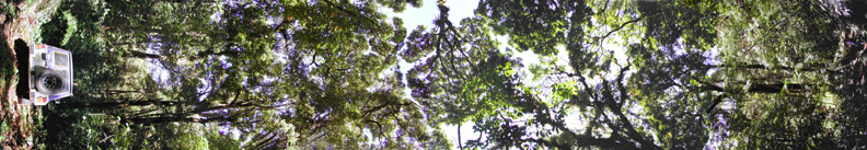 Rainforest Canopy