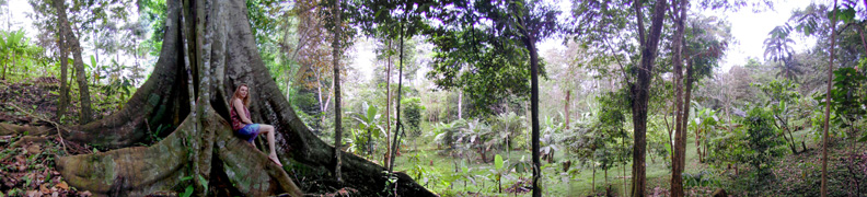 Devi at the Big Tree