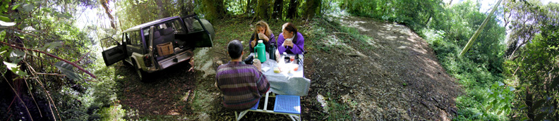 Rainforest Picnic